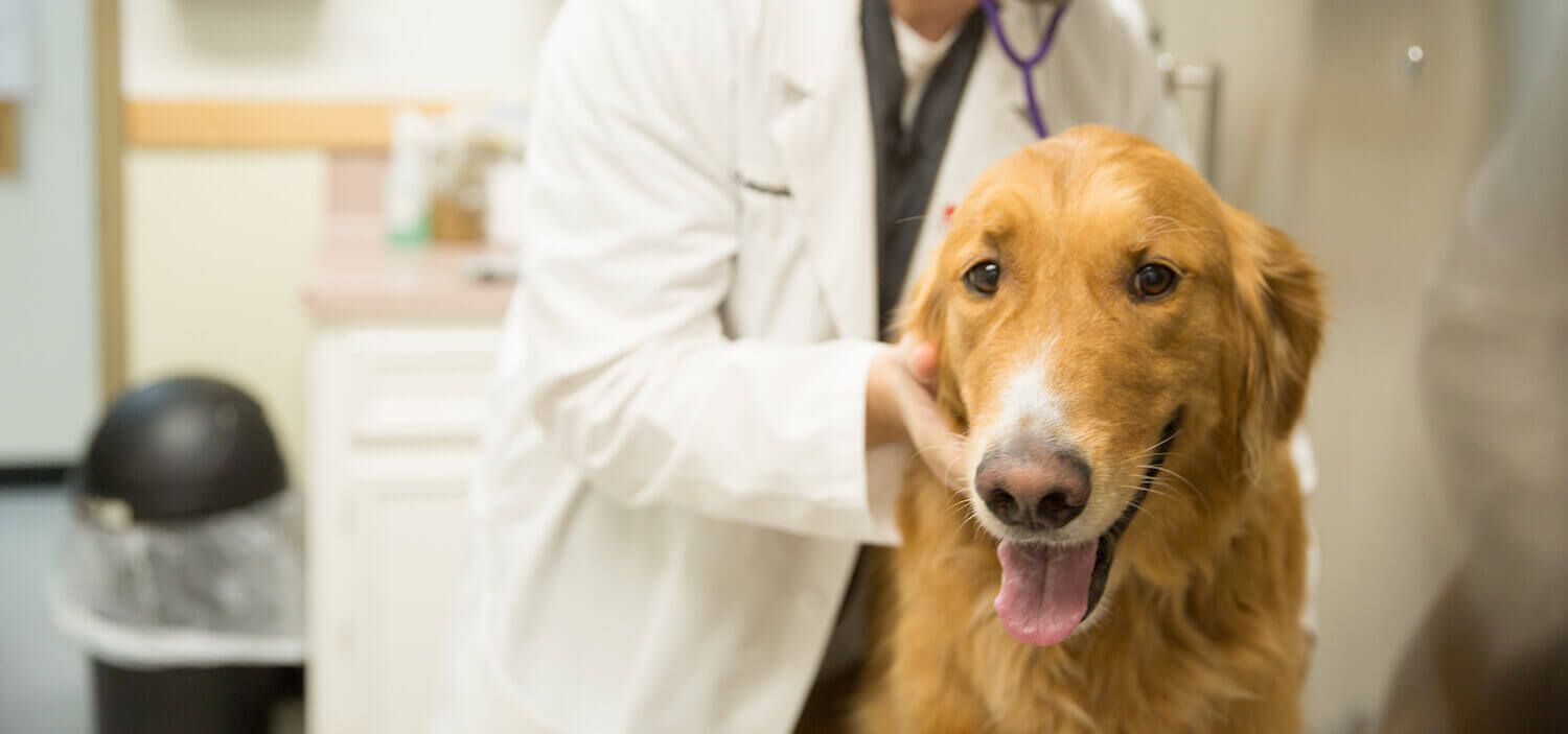 Veterinary Resource Videos Catlett Animal Hospital