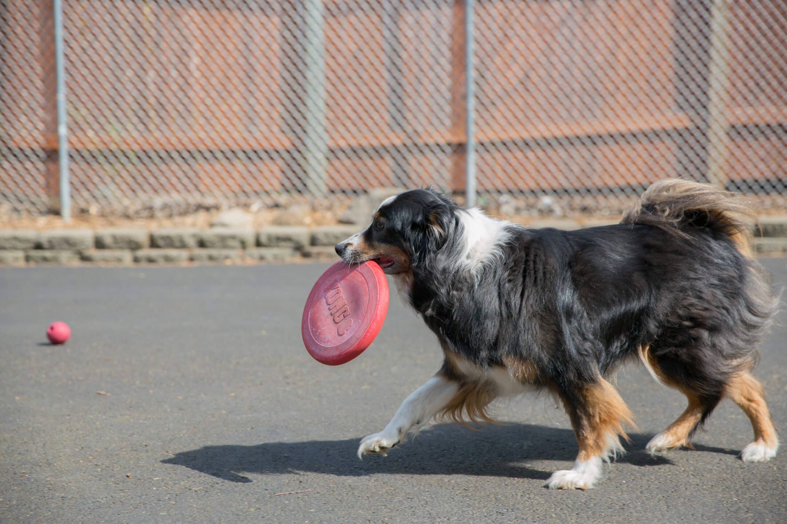 Alternative Therapy Care Catlett Animal Hospital